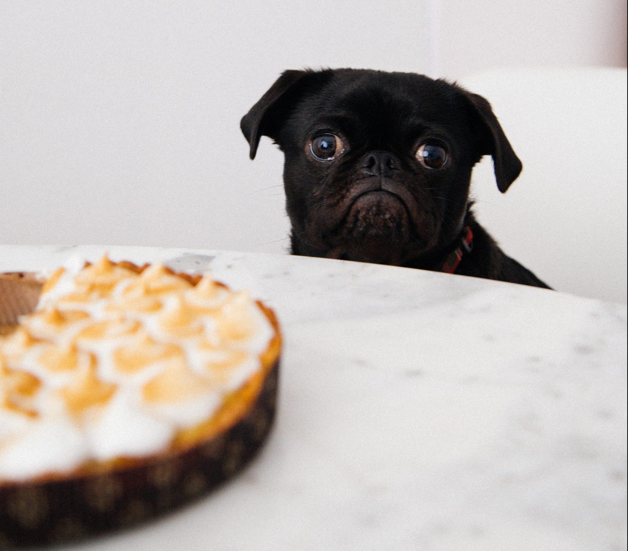 dog and cake